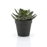 By-Boo-Kunstpflanze-Sukkulente-Echeveria-2