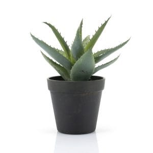 By-Boo-Pflanze-Agave-klein-pro-6