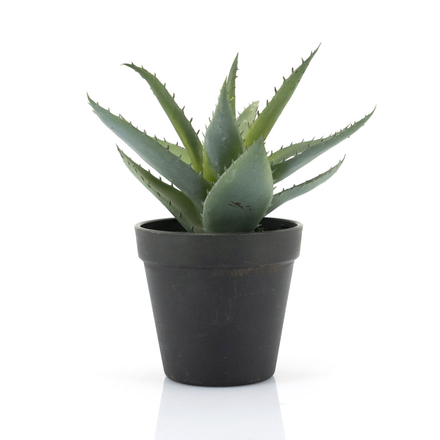Pflanze – Agave klein (pro 6)