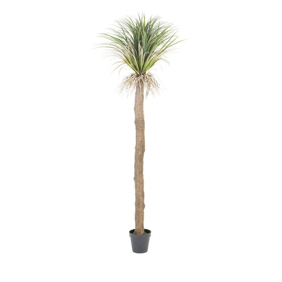 Pflanze – Agavenbaum mit Topf