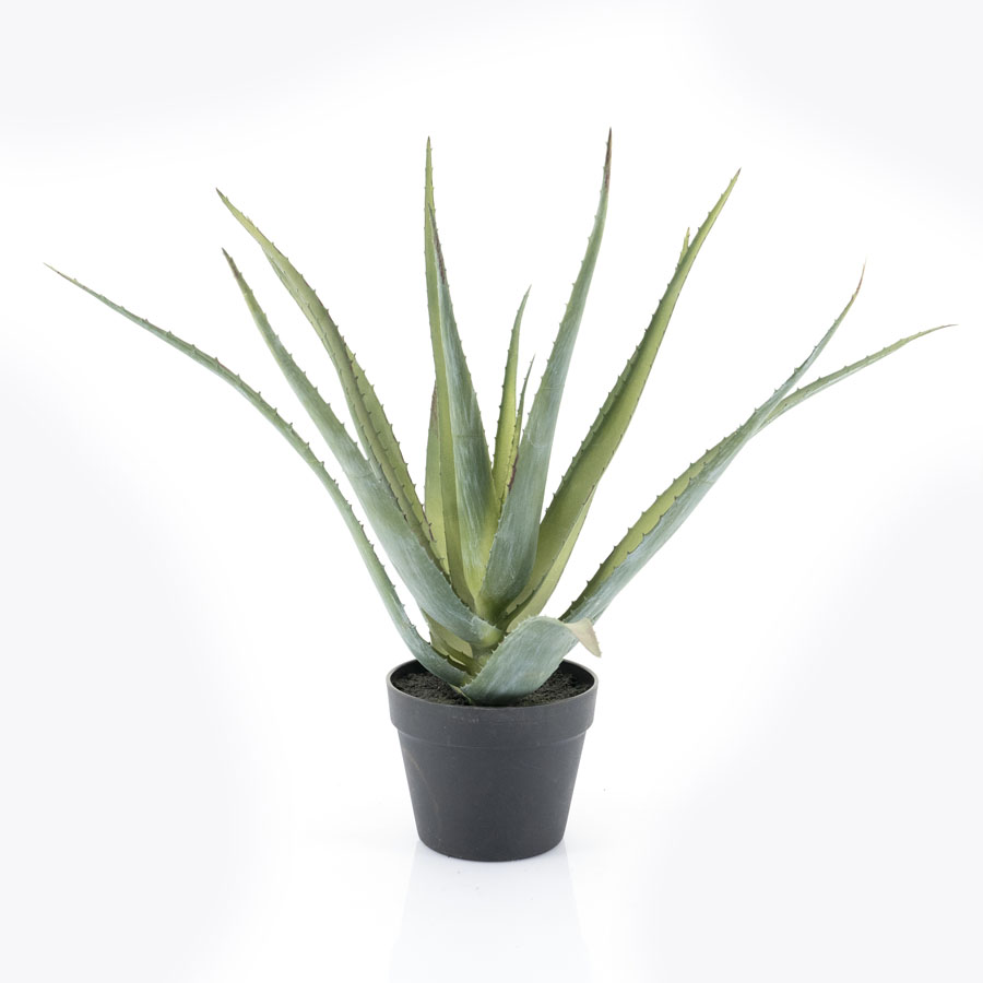Pflanze – Aloe Vera