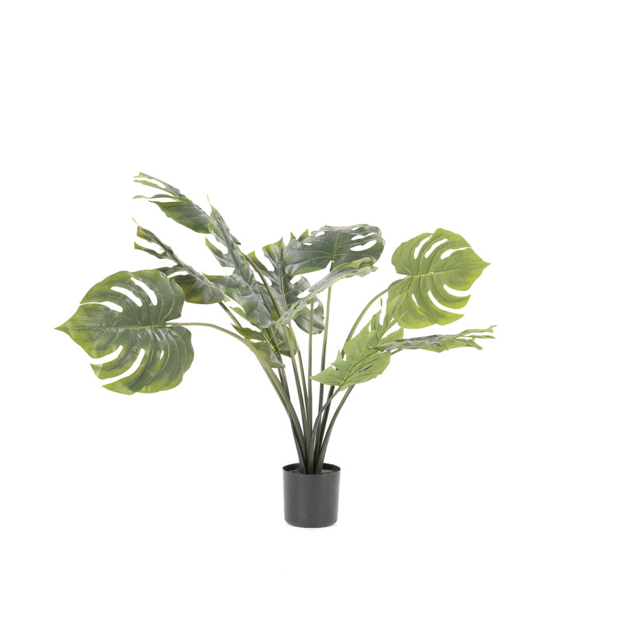 Pflanze Philodendron Monstera klein (Pro 4)