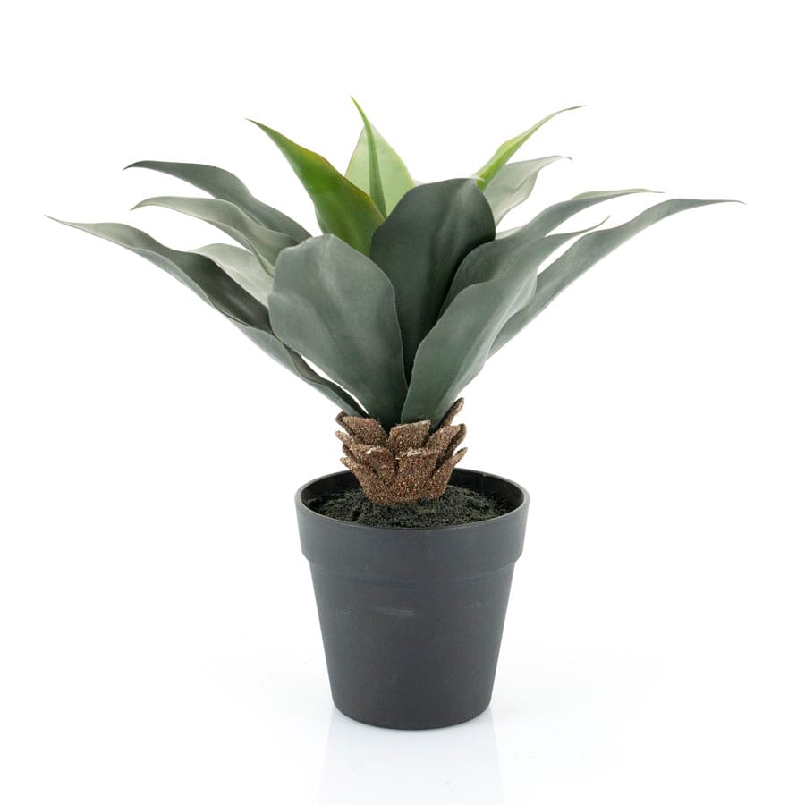 Pflanze – Sanseveria (pro 4)