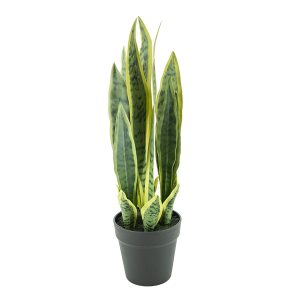 By-Boo-Pflanze-Sansevieria-55cm-Pro-4