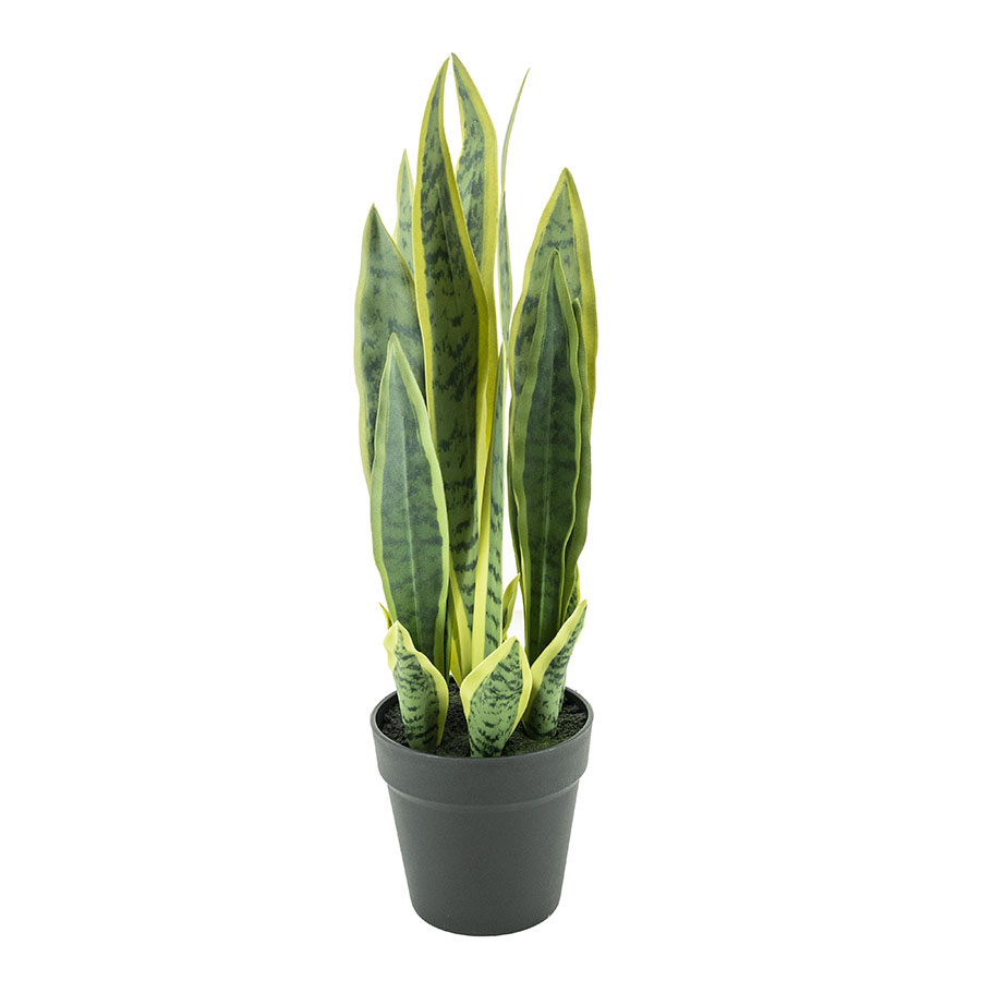 Pflanze Sansevieria 55cm (Pro 4)