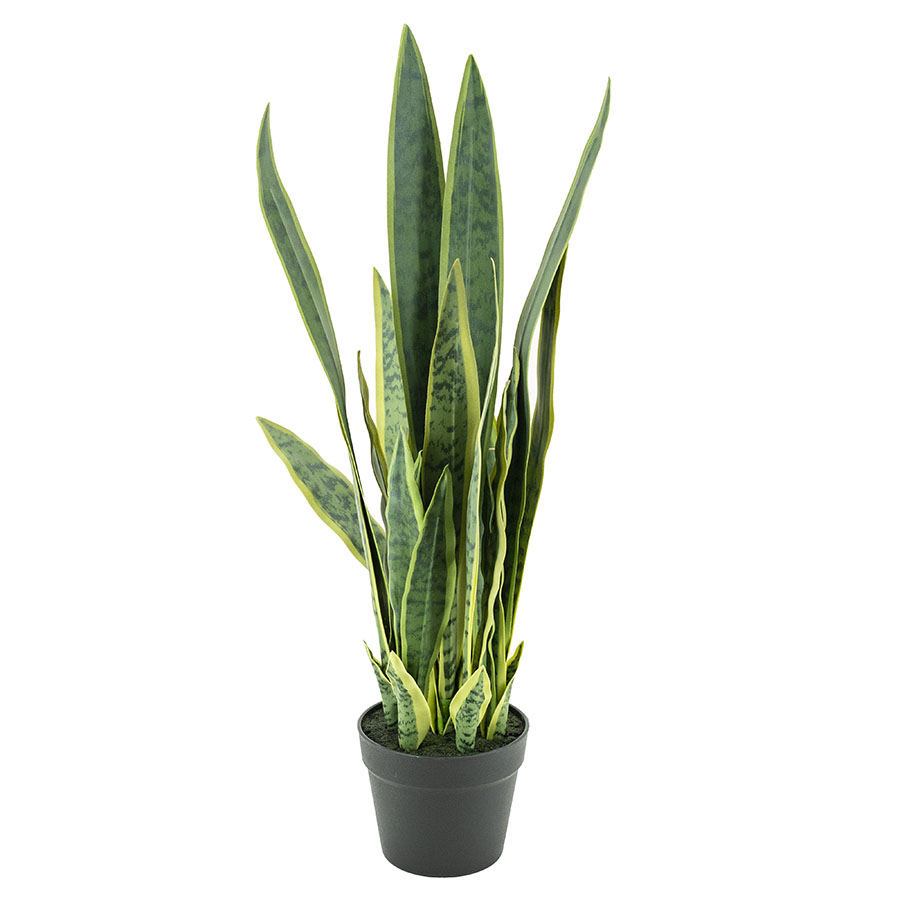 Pflanze Sansevieria 79cm (Pro 2)